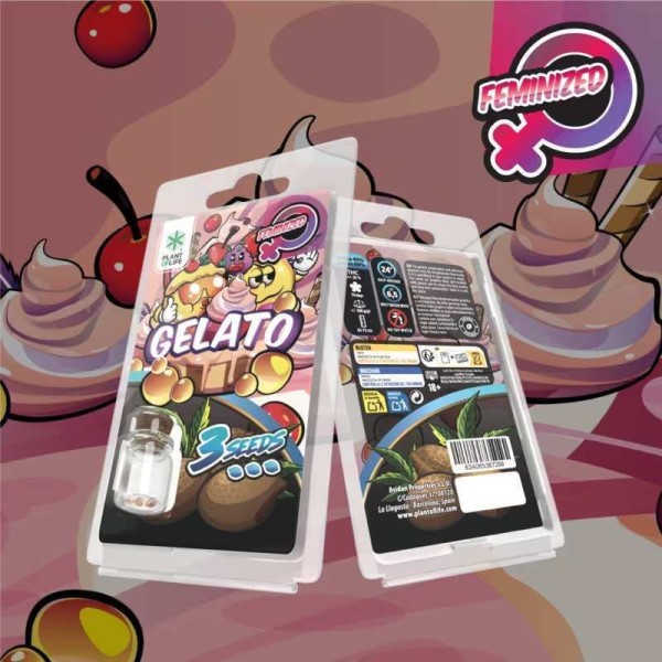 3 Graines Gelato FÉMINISÉE | Plant of Life